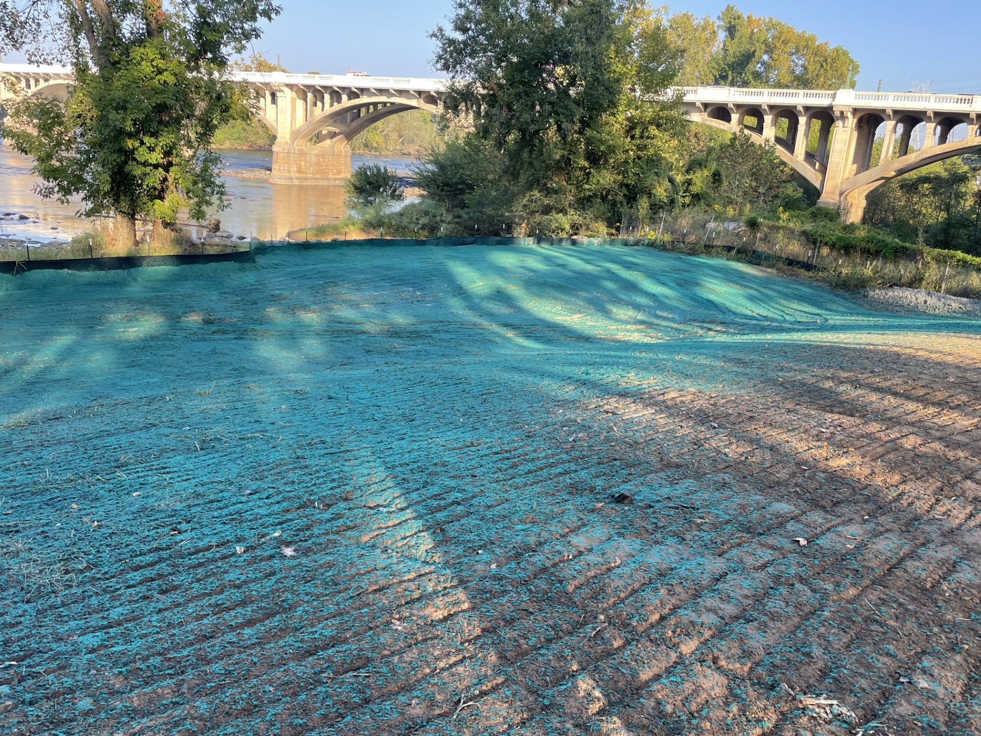 restoration grass in area 1 of Congaree River cleanup