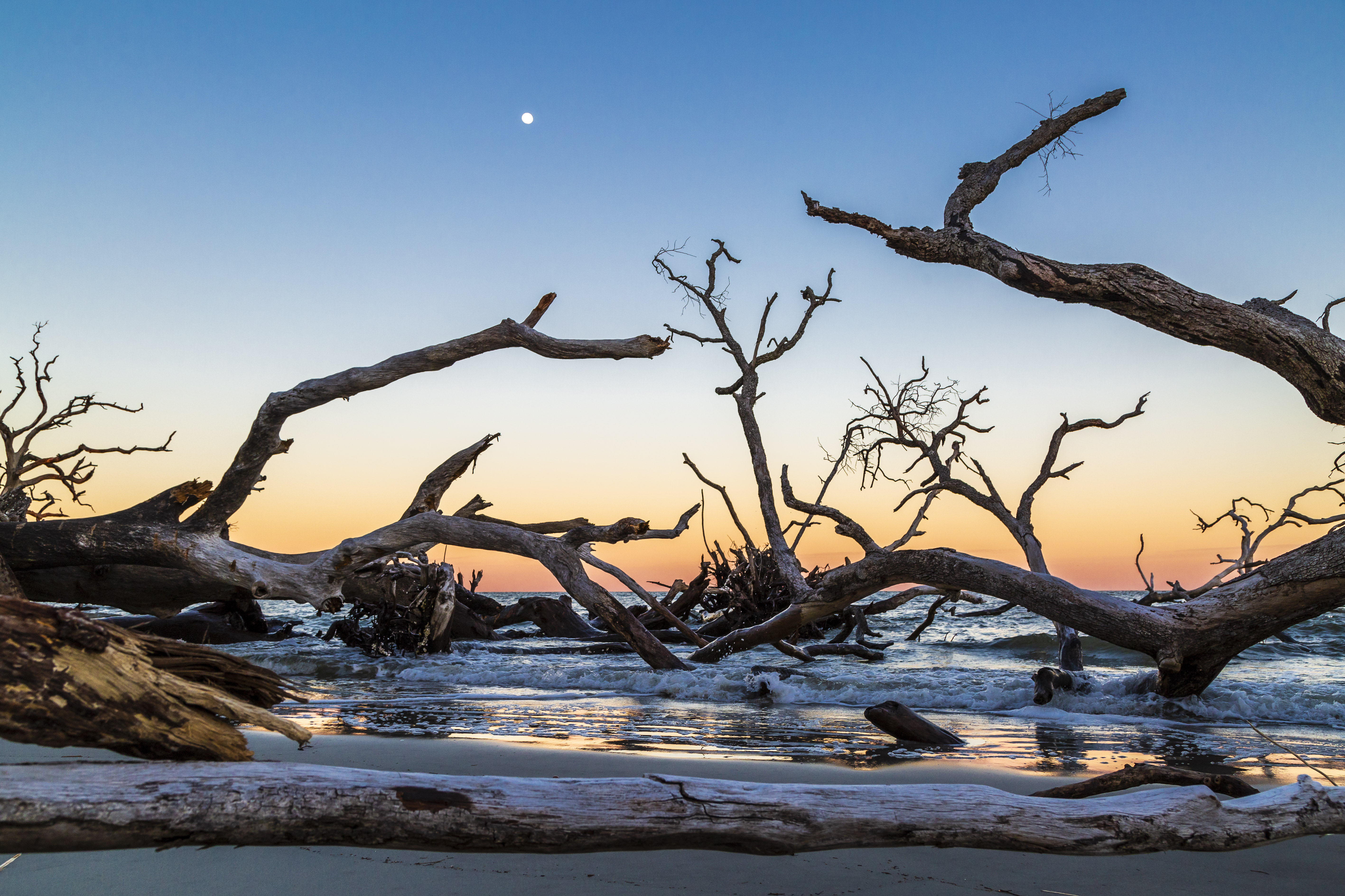 Driftwood silhouettes against a sunset beach, with a visible moon in the sky.