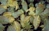 Ozone damaged black cherry foliage