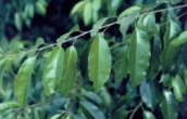 Healthy black cherry foliage