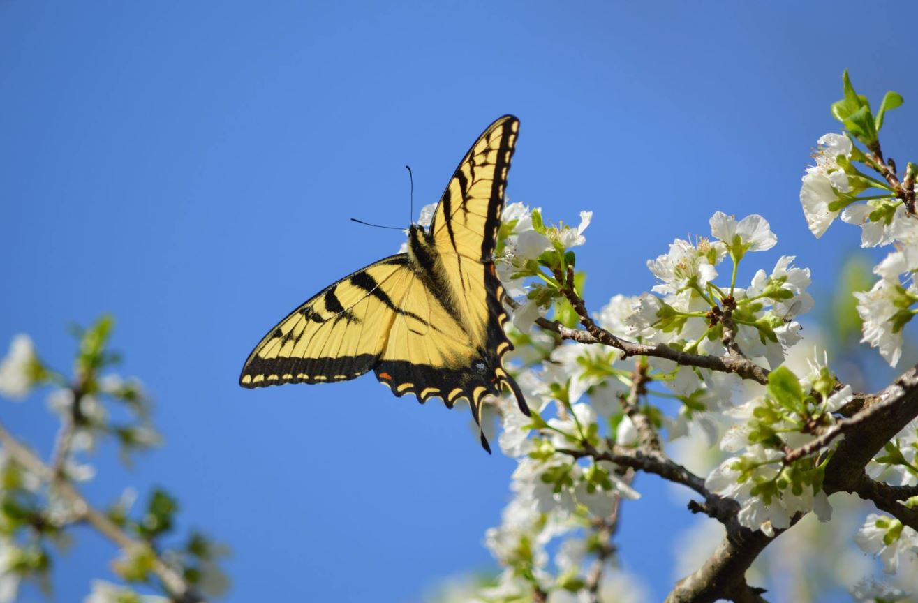 butterfly