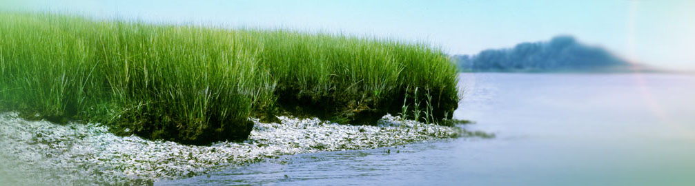 shellfish bed