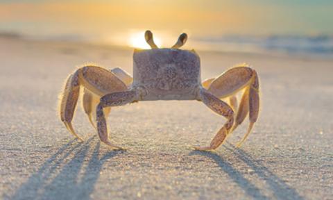 Ghost Crab