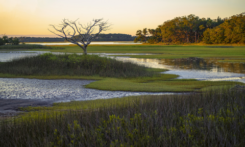 receding tide